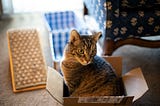 Urgent Call For Help: Outdoor Felines Going Boxless on Boxing Day