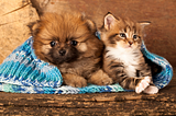 Top 5 Cat Breeds That Get Along with Dogs