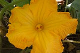 Pumpkin flower