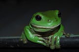 അത്തള പിത്തള തവളാച്ചി! 🐸