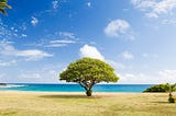 A lone tree on the beach, sitting beside the crystal, green-blue ocean against the backdrop of a sky with fluffy clouds.