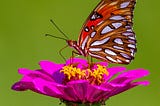 Beautiful butterfly