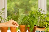 10 Best Herbs to Grow in Your Garden