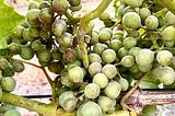 🍇 Wie Europas Weinbaubetrieb dem Mehltau die Stirn bieten
