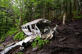 The debris of an airplane crash in the forest.