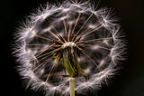 Freaky flower