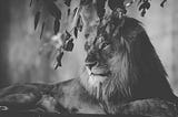King’s Disease