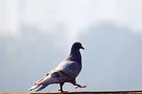 I killed a pigeon every day for a month. Here’s why I wouldn’t do it again