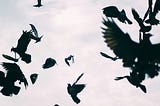 A flock of pigeons, taking flight, bodies a shadow against the light