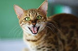3 Theories About Why Cats “Like Women More Than Men”