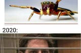 #1 Spiders 🕷️🕸️