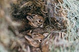 How does a bunny mourn?