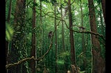 Primates may have evolved in a place we never expected