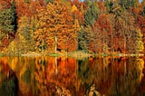 Biodiversity on display; a beautiful forest of different trees, showing off their autumn leaves as they hang over the edge of a still river.