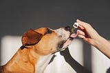 CBD for Dogs -All You Need to Understand