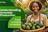 Understanding Avocado Production from Orchard to Market