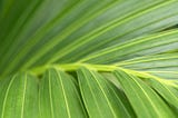 Easter Perspectives: Palm Sunday Parade