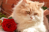 cat and rose
