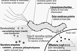 Figure shows the defense mechanism of helicobacter pylori and how it penetrates the cell.