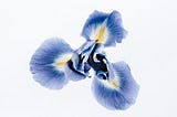 Building a Multilayer Neural Network from Scratch to Classify the Iris Dataset