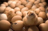 Viruses and Baby Chickens