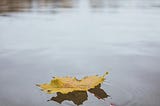 a yellow maple leaf floating on the surface of a lake