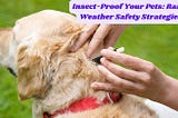 Insect-Proof Your Pets: Rainy Weather Safety Strategies