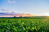 What are Growing Degree Days and How to Track Them?