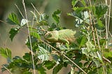 a green chameleon camouflaged on a green plant
