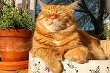 A ginger cat sits peacefully dozing in the sun.