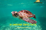 10 Awesome Turtle Facts You Will Love to Know