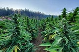 9 best marijuana strains of the 2020 harvest