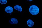 bioluminescent jelly fish