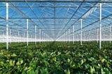 How the Netherlands has innovated agriculture