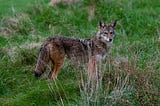 A coyote in a field surrounded by tall grass.