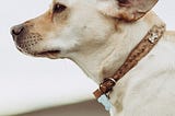 The 6 Best Flea Collars for Dogs — Reviews & Top Picks