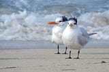 How lesbian seagulls changed the gay rights movement?