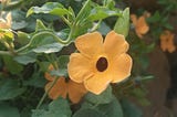 Miss Thunbergia