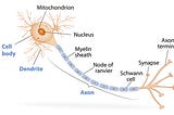 A Brief Introduction to Neurol