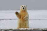 A white bear stands on ice staring at the camera. A paw is raised, as if to wave.