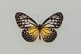 A butterfly, because its lifecycle signifies evolution