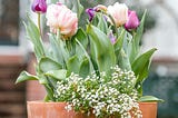 Spring flowers in a garden pot.