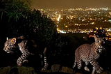 Big cats in the city? The leopards of Mumbai