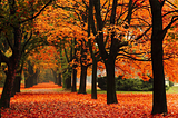 Is Fall The Best Season of the Year?