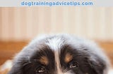 What You Should Know About Crate Training One Of The Most Effective Ways Of House Training Any…