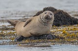 A big-boned seal patting his stomach and smiling for the camera. Or me with an Instagram filter.