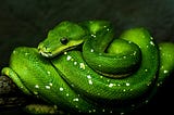 Python’s logo is symbolized by snake