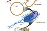 Human Genome Project — the race to human genome sequencing