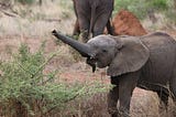 Climate Heroes: Namibia’s Desert Elephants’ Fight for Survival and What You Can Do