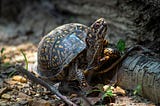 Hey Turtle! Get off the Road!